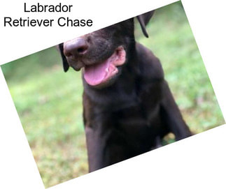 Labrador Retriever Chase