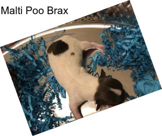 Malti Poo Brax