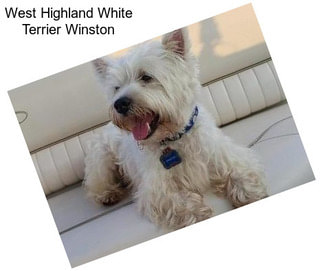 West Highland White Terrier Winston