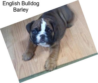 English Bulldog Barley