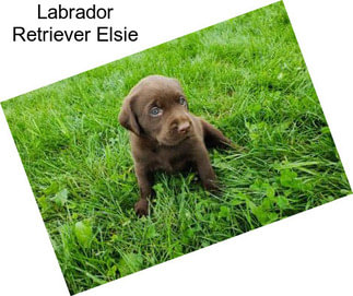 Labrador Retriever Elsie