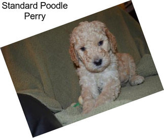 Standard Poodle Perry