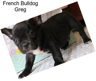 French Bulldog Greg