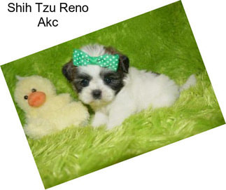 Shih Tzu Reno Akc