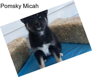 Pomsky Micah