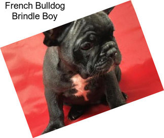 French Bulldog Brindle Boy