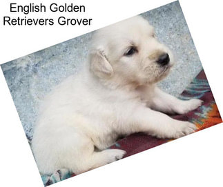 English Golden Retrievers Grover