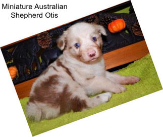 Miniature Australian Shepherd Otis