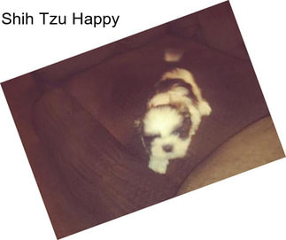 Shih Tzu Happy