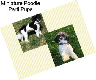 Miniature Poodle Parti Pups