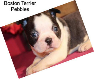Boston Terrier Pebbles