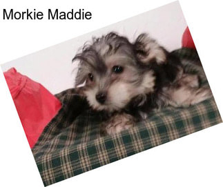 Morkie Maddie