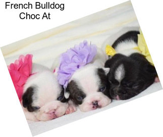French Bulldog Choc At