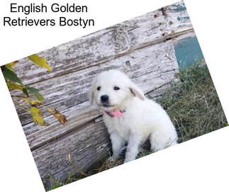 English Golden Retrievers Bostyn