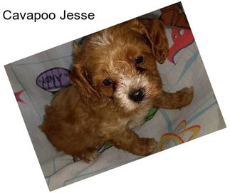 Cavapoo Jesse