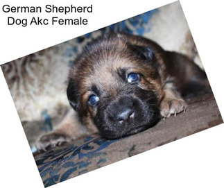 German Shepherd Dog Akc Female