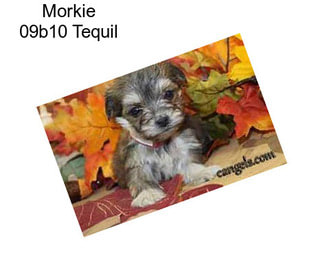 Morkie 09b10 Tequil