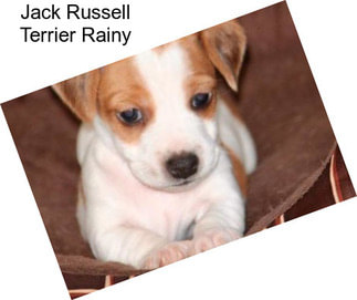 Jack Russell Terrier Rainy