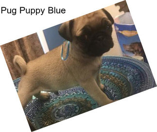 Pug Puppy Blue