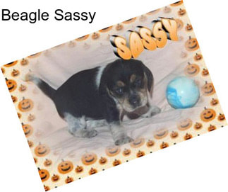 Beagle Sassy