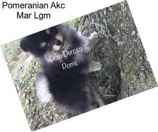 Pomeranian Akc Mar Lgm