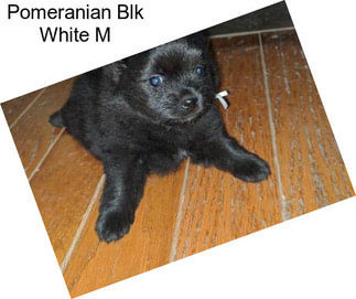 Pomeranian Blk White M