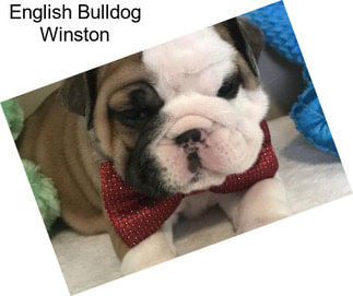 English Bulldog Winston
