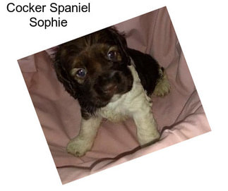 Cocker Spaniel Sophie