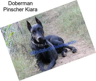 Doberman Pinscher Kiara