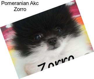 Pomeranian Akc Zorro