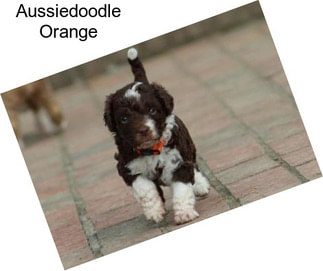 Aussiedoodle Orange