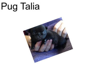 Pug Talia