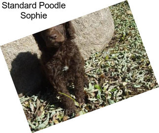 Standard Poodle Sophie
