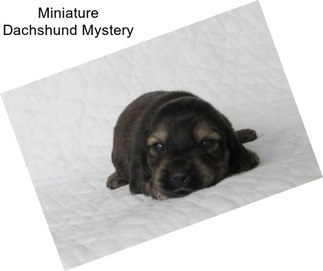 Miniature Dachshund Mystery