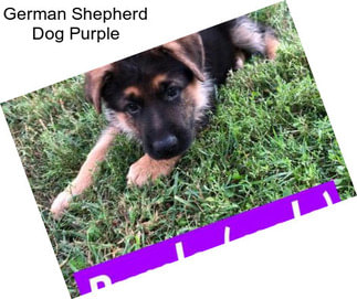 German Shepherd Dog Purple