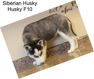Siberian Husky Husky F10