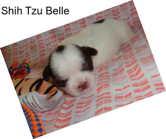 Shih Tzu Belle