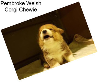 Pembroke Welsh Corgi Chewie