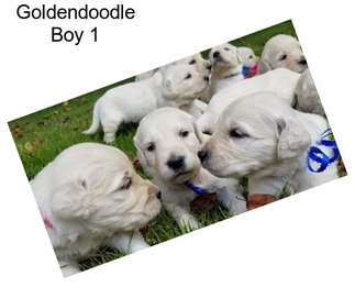 Goldendoodle Boy 1