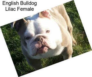 English Bulldog Lilac Female