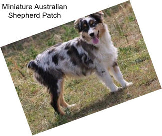 Miniature Australian Shepherd Patch