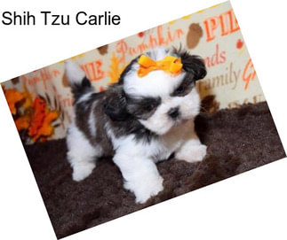 Shih Tzu Carlie