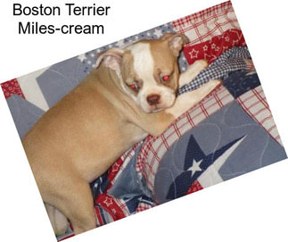 Boston Terrier Miles-cream