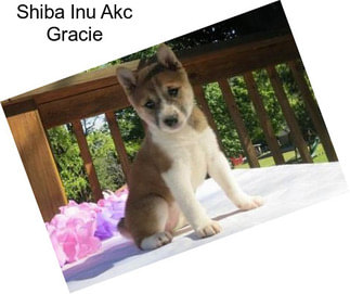 Shiba Inu Akc Gracie