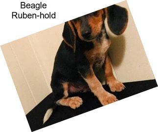 Beagle Ruben-hold