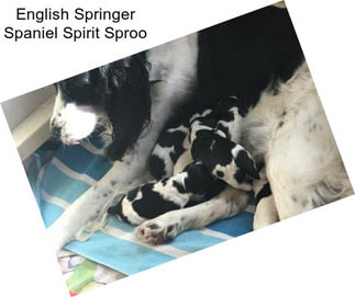 English Springer Spaniel Spirit Sproo