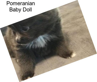 Pomeranian Baby Doll