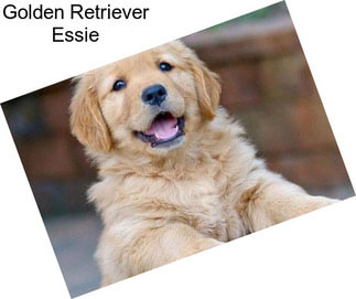 Golden Retriever Essie
