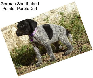 German Shorthaired Pointer Purple Girl