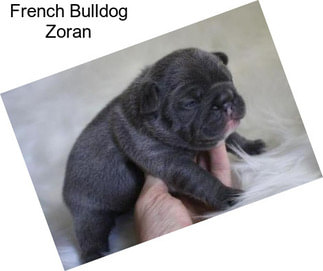 French Bulldog Zoran